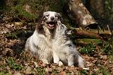 BORDER COLLIE 1117